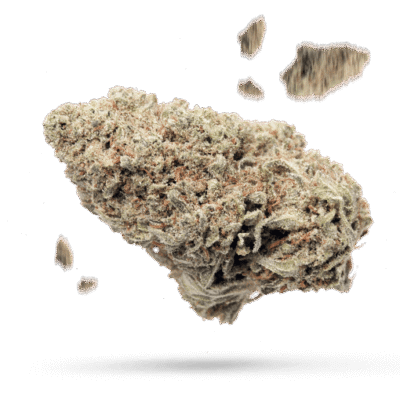 Critical Haze - Cannabissorte