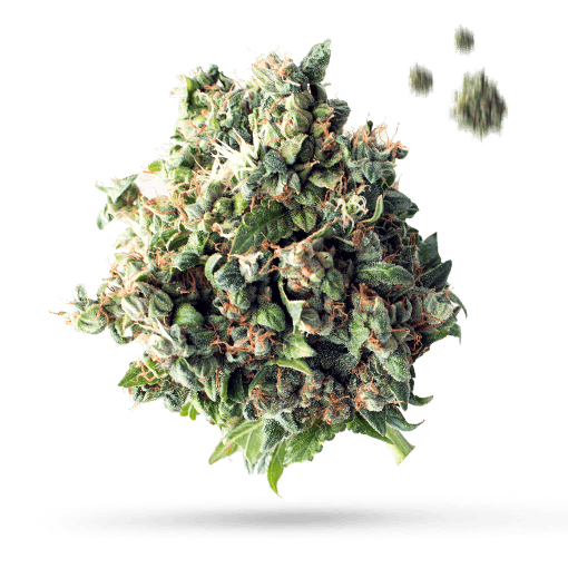 Diesel Drift - Cannabissorte