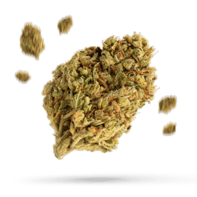 Dosidos - Cannabissorte