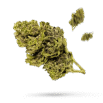 Dutch Hawaiian - Cannabissorte