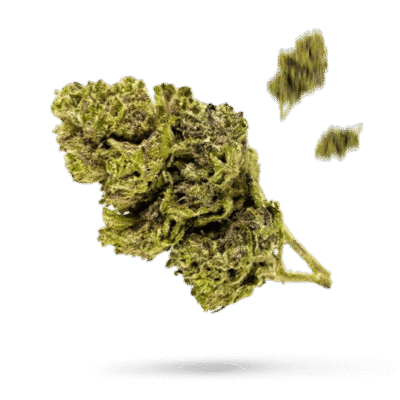 Dutch Hawaiian - Cannabissorte