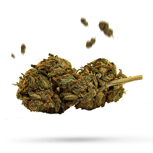 GMO Zkittlez - Cannabissorte