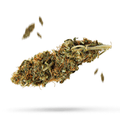 Green Crack - Cannabissorte