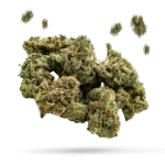 GSC - Girls Scout Cookies - Cannabissorte