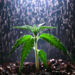 Indica