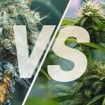Indica vs Sativa