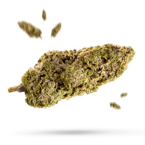 Jungle Cake - Cannabissorte