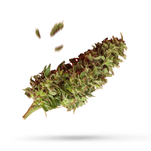 Kush Mints - Cannabissorte