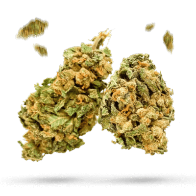 Lemon Zkittle - Cannabissorte