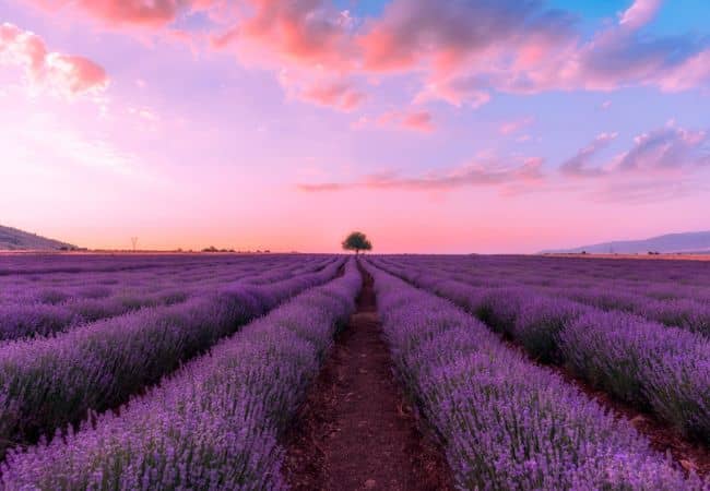 Linalool