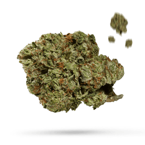 Mango Sherbert - Cannabissorte