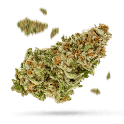 Master Kush - Cannabissorte