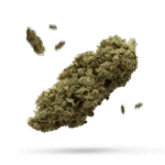 Mimosa - Cannabissorte