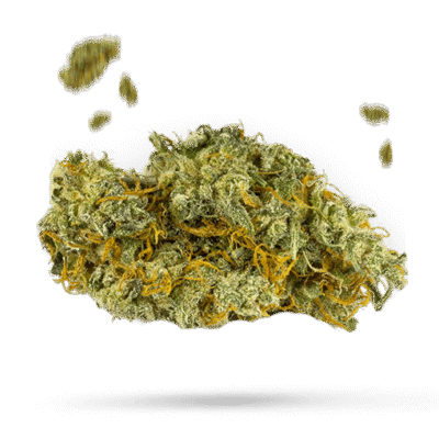 Orange Diesel - Cannabissorte