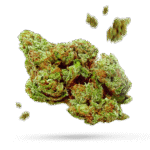 Pineapple Kush - Cannabissorte