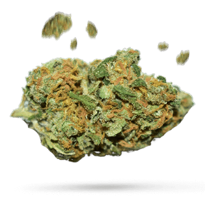 Purple Berry - Cannabissorte