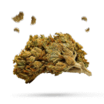 Purple Bud - Cannabissorte