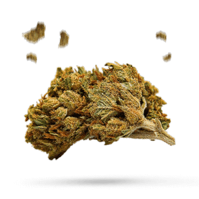 Purple Bud - Cannabissorte