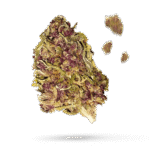 Purple Haze - Cannabissorte
