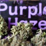 Purple Haze Cannabisstrain