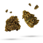 Purple Punch - Cannabissorte