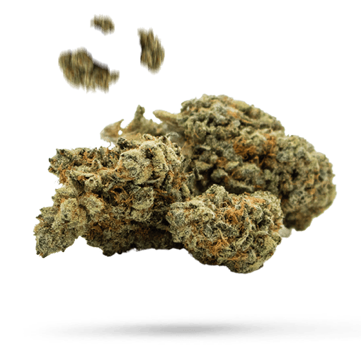 Purple Skunk - Cannabissorte