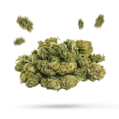 Red Haze - Cannabissorte