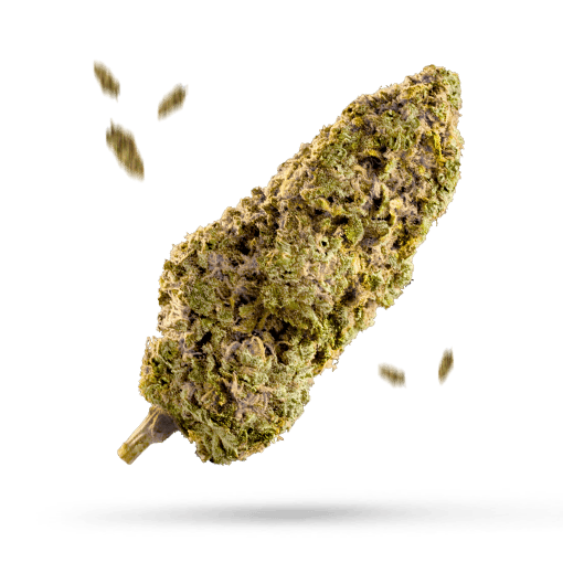 Snow Diesel - Cannabissorte