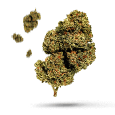 Sour Gorilla - Cannabissorte