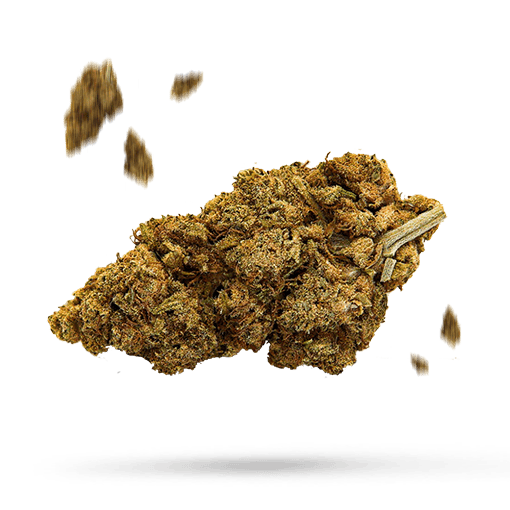Super Skunk - Cannabissorte