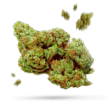 White Skunk - Cannabissorte