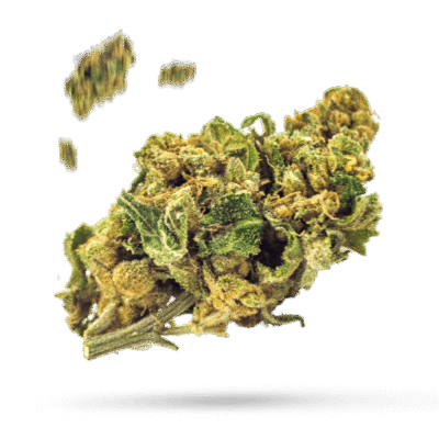 Zombie Kush - Cannabissorte
