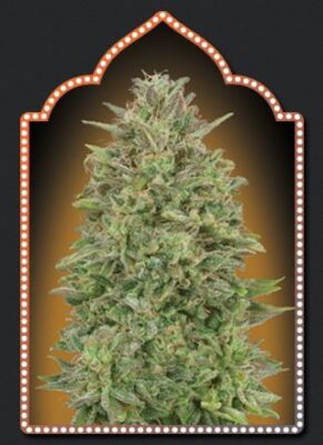 00 Skunk - Alchimia