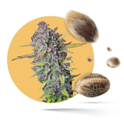 Aca-Dos Delight Samen - Feminisiert - HHC-VAPES.COM©