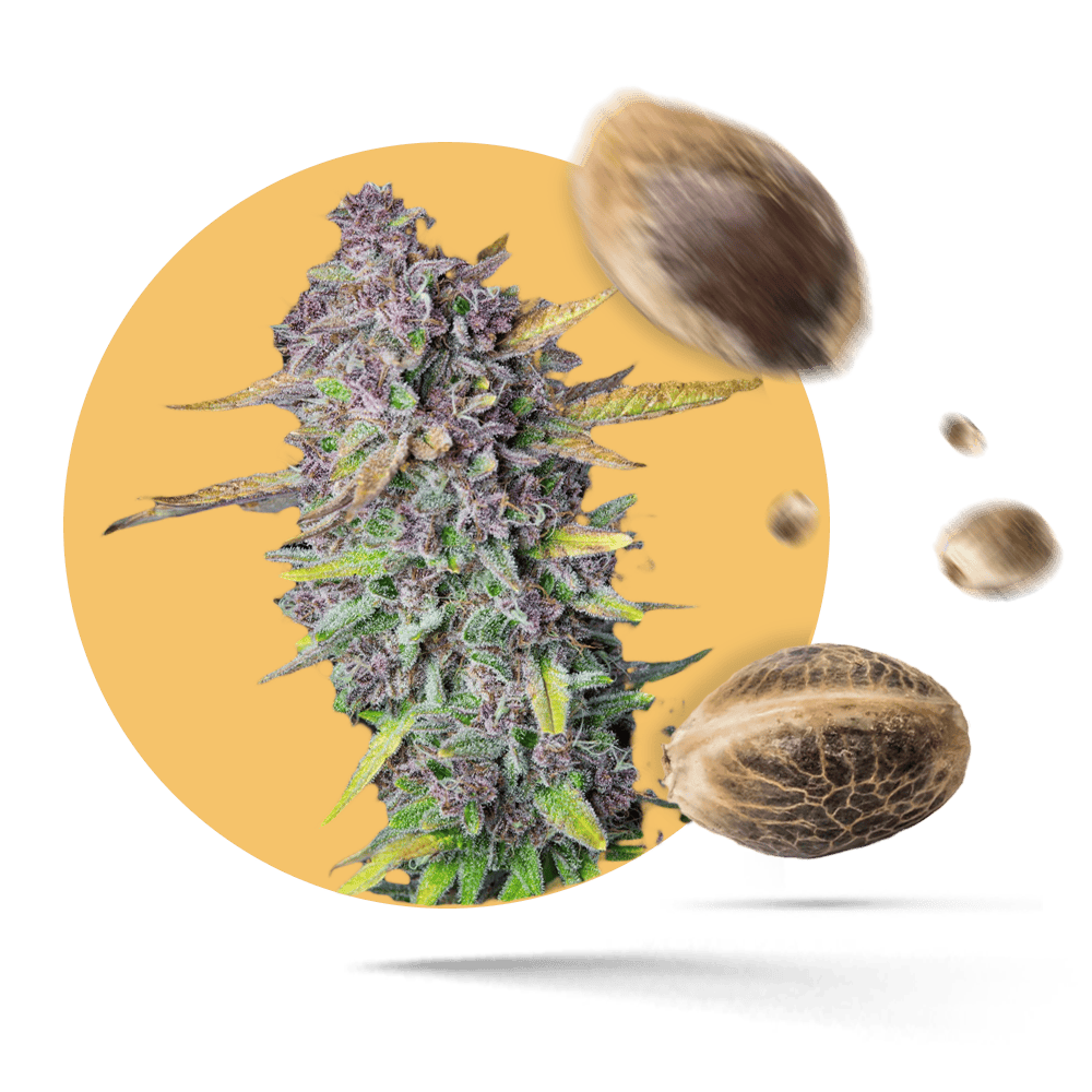 Aca-Dos Delight Samen - Feminisiert - HHC-VAPES.COM©