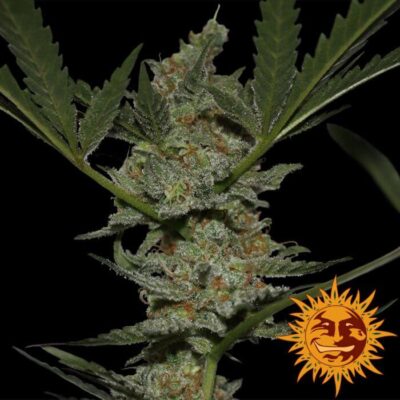 Acapulco Gold - Alchimia