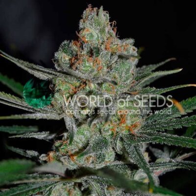 Afghan Kush Early Version - Alchimia