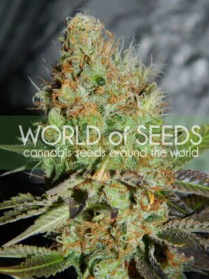 Afghan Kush Special - Alchimia