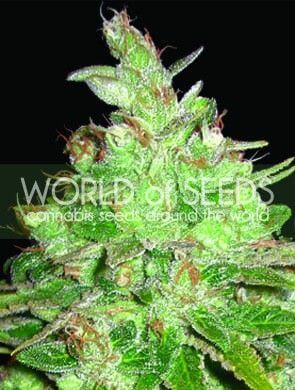 Afghan Kush x Black Domina - Alchimia