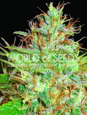 Afghan Kush x Skunk - Alchimia