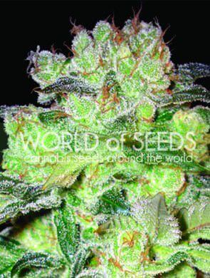 Afghan Kush x White Widow - Alchimia