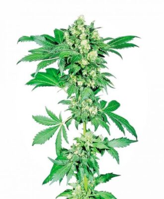 Afghani 1 - Alchimia