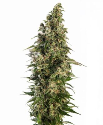 Afghani 1 Auto - Alchimia