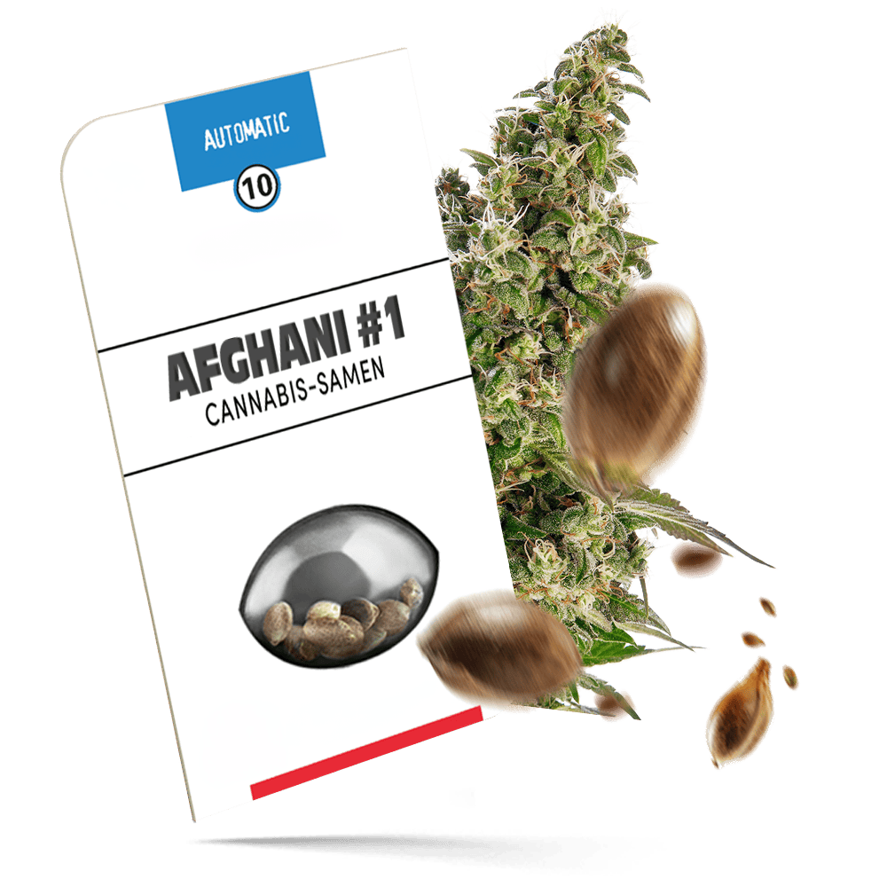 Afghani #1 Samen - Autoflower - Sensi Seeds