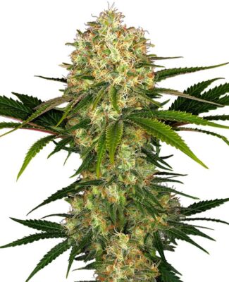 Afghani 1 - Regular - Alchimia