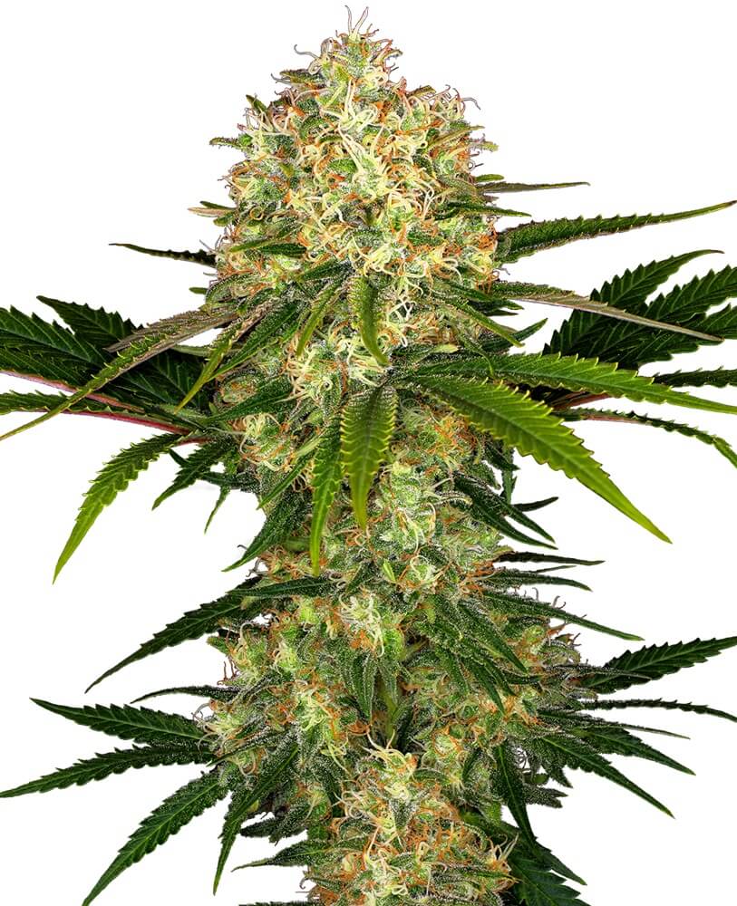 Afghani 1 - Regular - Alchimia