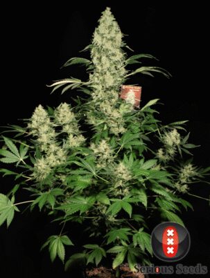 AK47 - Regular - Alchimia