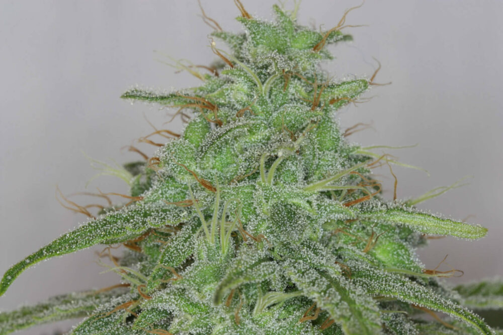 Alaskan Purple Auto - Alchimia