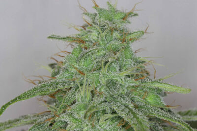 Alaskan Purple Auto - Alchimia