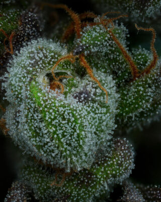 All Gas OG - Alchimia